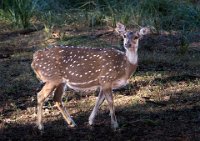 171 - CHITTAL AT RANTHAMBHORE - WATSON MARGARET - spain